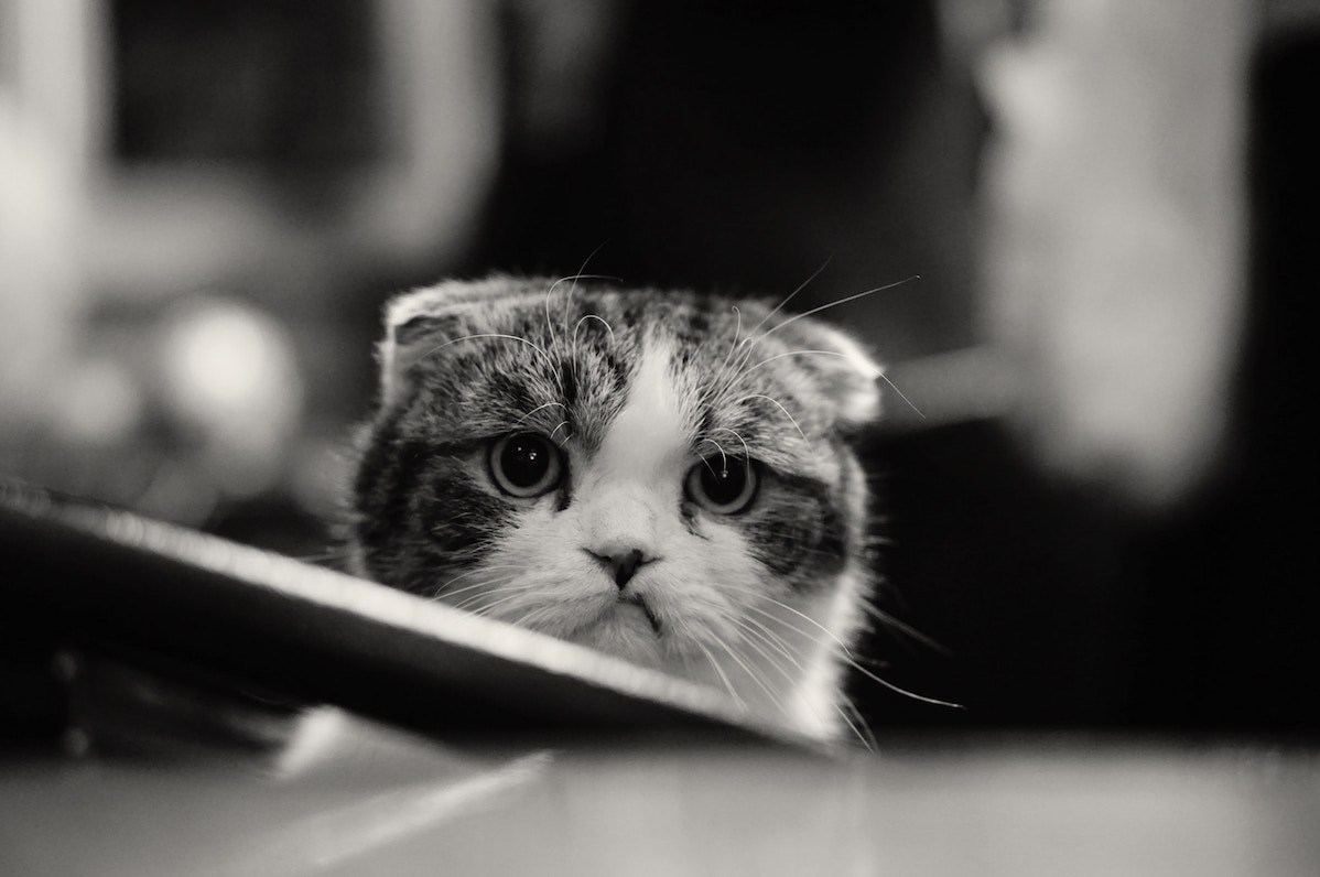 Asserting yourself - Angry Cat