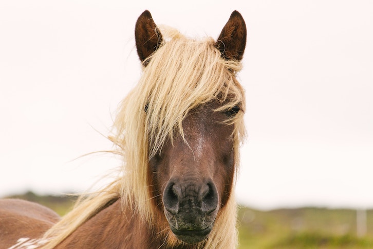 Writer In Malaysia: A horse