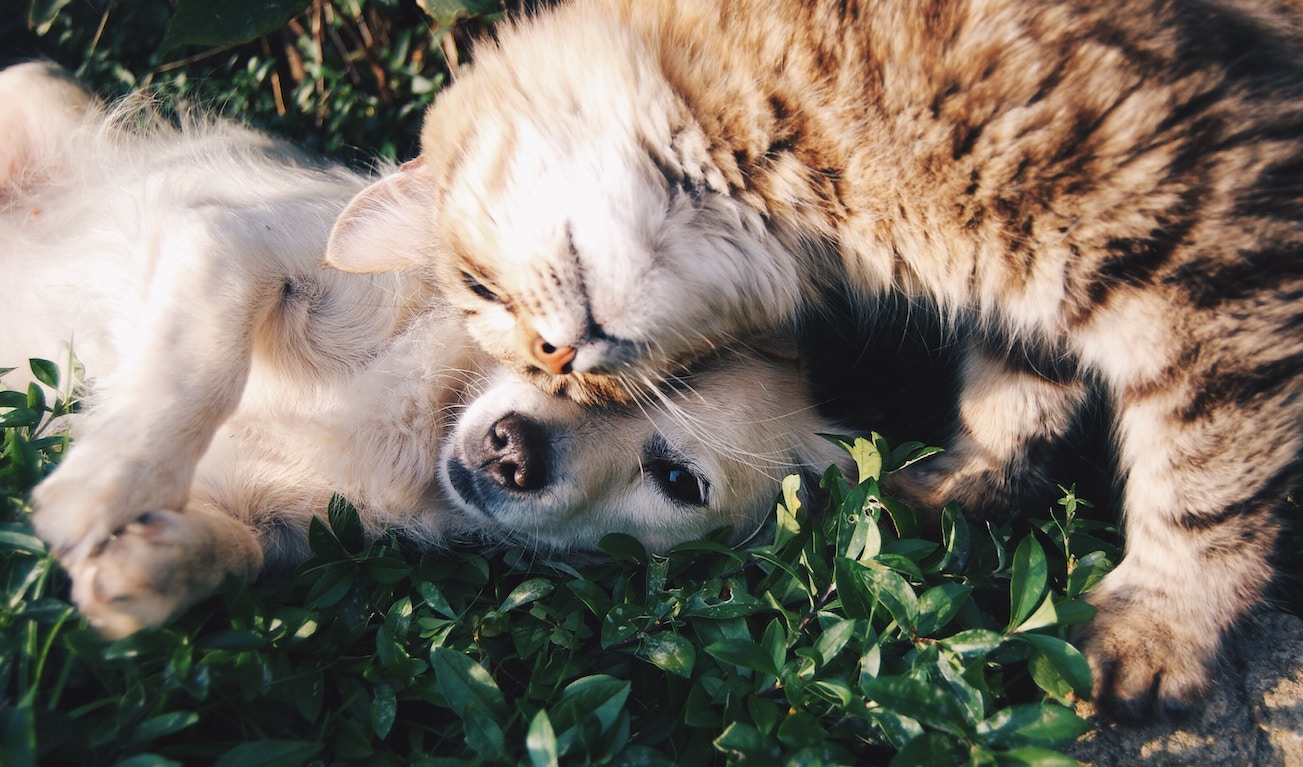 Kitten and puppy rubbing heads