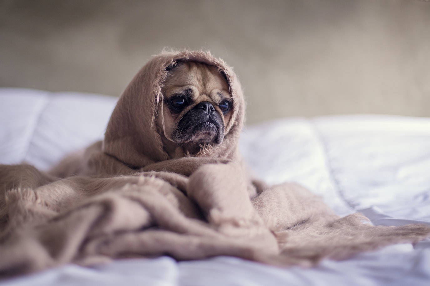 Sad pug wrapped in blanket