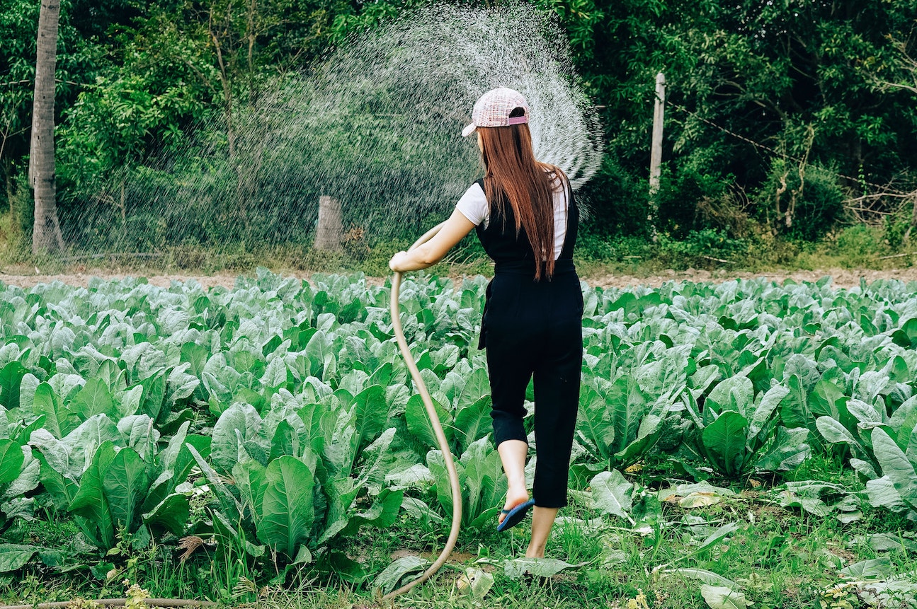 Woman in black watering a bunch of vegetables in her farm