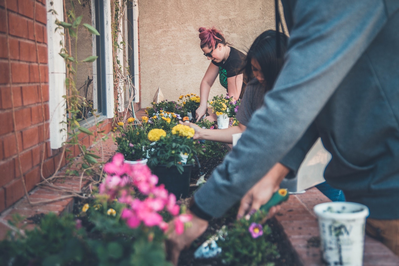 A group of people doing gardening outside flowers