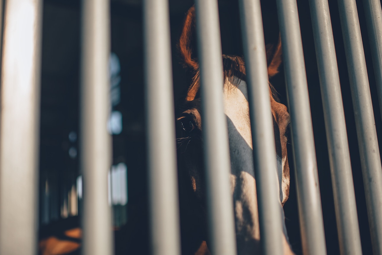 Horse caged behind bars
