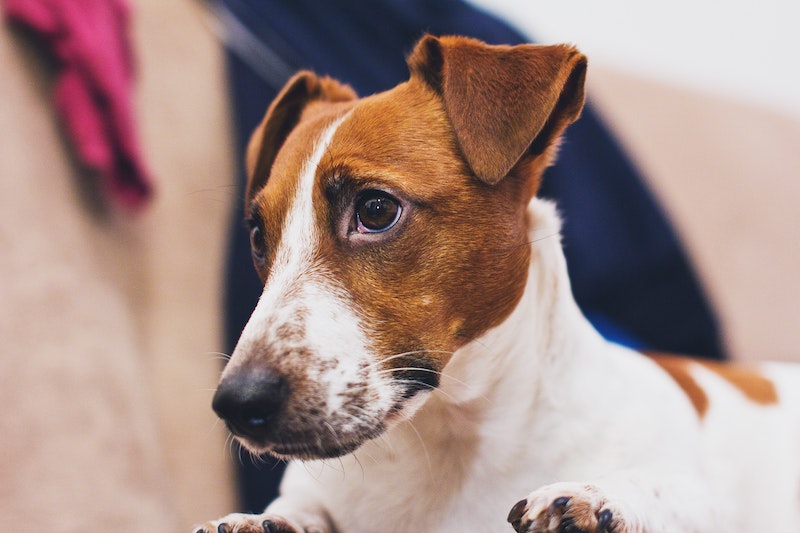A Jack Russell terrier looking cute
